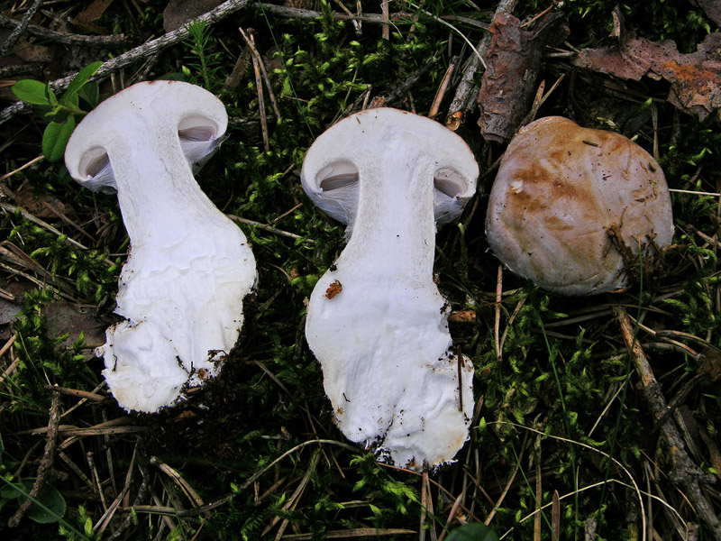 Cortinarius da determinare n� 01.